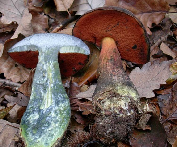 486 Novembre vecchio ritrovamento